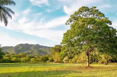 a tree in a field with mountains in the background at Hacienda La Huerta, Puerto Plata in San Felipe de Puerto Plata