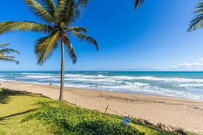 a palm tree on a beach with the ocean at Victorian Condominium, Cabarete! in Cabarete