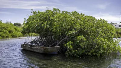 a boat in the water next to a bush at Sava Salinas in Las Salinas