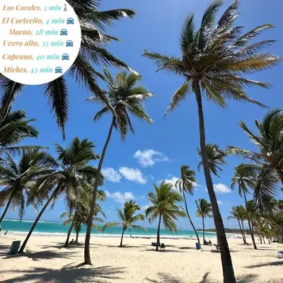 a beach with palm trees and a calendar at A pasos de la playa cerca de bares y restaurantes in Punta Cana