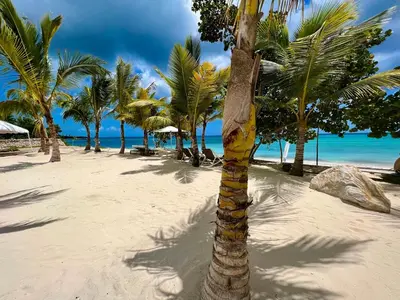 a palm tree on a sandy beach with the ocean at Komfortowy Apartament z 4 Basenami i Pięknym Ogrodem, Estrella Dominicus-Bayahibe in Bayahibe