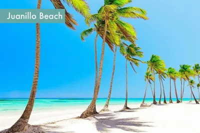 a row of palm trees on a beach at Beautiful Penthouse with private elevator in Hard Rock Golf in Punta Cana