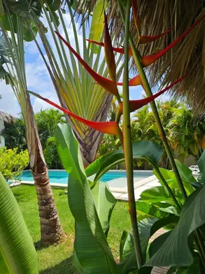 a red flower hanging from a palm tree next to a pool at Casa Shambala B&B in Las Terrenas