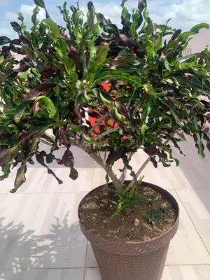a plant in a brown pot sitting on a floor at Plataview Apartahotel apt 3C in Monte Plata