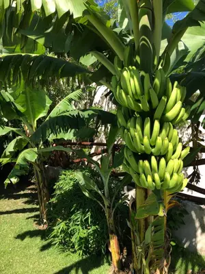 a bunch of bananas hanging from a banana tree at Sfeervolle studio in Encuentro Cabarete in Cabarete