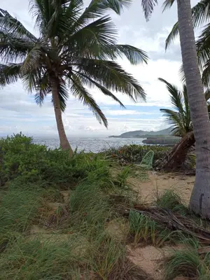 two palm trees on a sandy beach near the ocean at Mangobich in Punta Balandra