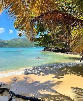 a beach with a palm tree and the ocean at Apartamento panorámico vista al mar in Las Galeras