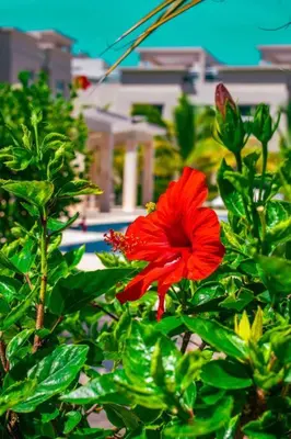 a red flower on a bush with green leaves at Exclusive Villa * private Beach and Housekeeping in Punta Cana