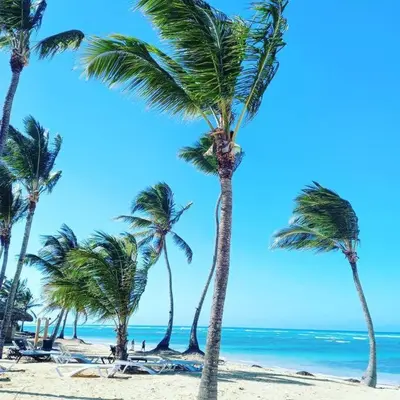 a group of palm trees on a beach with the ocean at Exclusive Villa * private Beach and Housekeeping in Punta Cana