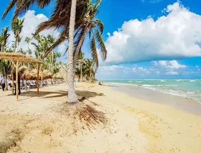 a palm tree on a beach with the ocean at Playa Palmera Ocean View in Punta Cana
