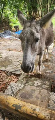 a close up of a donkey standing on the ground at Fata Morgana Eco Hotel in Las Terrenas