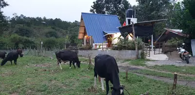 a group of cows grazing in a field in front of a house at Canada House Queen bed in 2nd floor dbl sofa bed in 1st floor BBQ Private pool, river in Jarabacoa