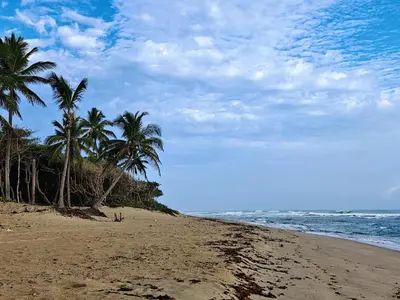 a group of palm trees on a sandy beach at Surf One in Sosúa