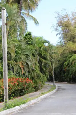 a street with palm trees and flowers on the side of a road at Apartamentos Essential Life con playa y piscina in Punta Cana
