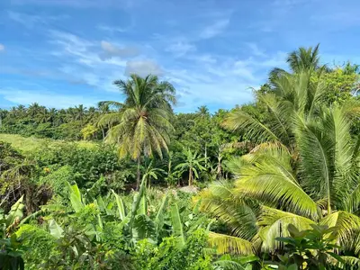 a group of palm trees in a forest at Mango House Camino laguna in Cabarete