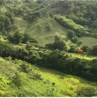 an aerial view of a green field with a red tree at Rancho Fernandez in Jarabacoa
