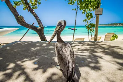 a pelican standing on the beach near the ocean at Paradise Island Beach Resort in Punta Rucia