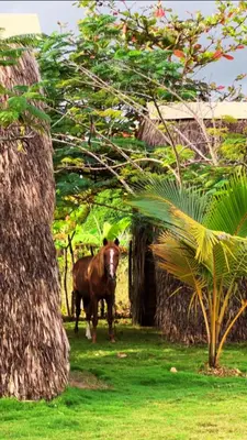 a brown horse standing in the grass next to a tree at Eco Lodges & Camping, Chalets Tropicales, Macao Beach, Bávaro, Punta Cana in Punta Cana