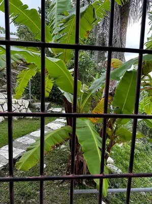 a view of a banana tree through a fence at DiNancyCasolare - La Colonia, SC in Cambita Garabitos