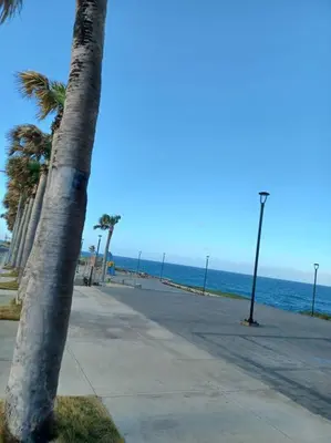 a palm tree on a sidewalk next to the beach at Villa Xiomara in El Jamo