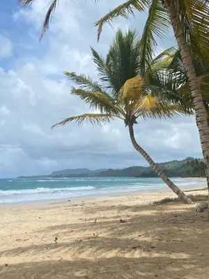 a palm tree on a beach with the ocean at Vistas Galeras in Madama