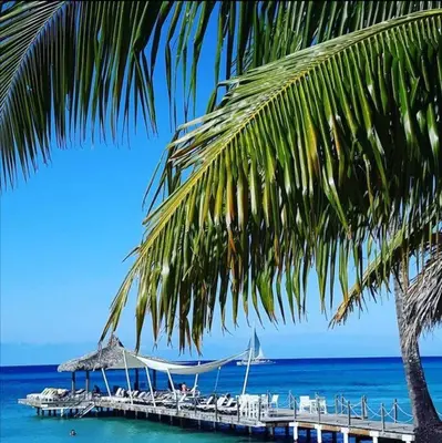 a dock with a boat in the ocean with a palm tree at Cadaques Caribe Bayahibe Private beach in Bayahibe