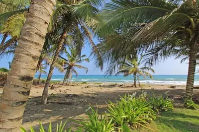 a beach with palm trees and the ocean at Direct View and Access to Beach! in Eslabón