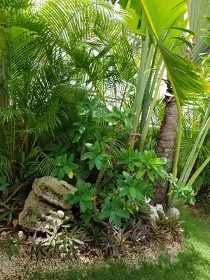 a garden with green plants and a palm tree at Bayahibe Guest House Hotel in Bayahibe