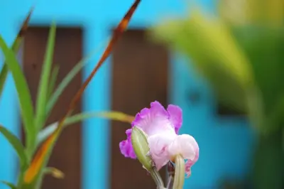 a pink flower is sitting on a plant at La Choza Guesthouse in Santo Domingo
