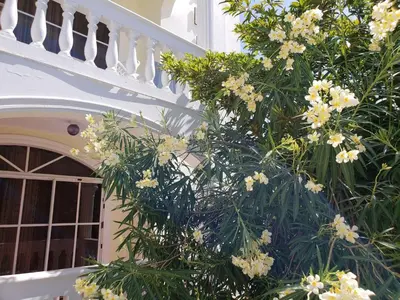 a tree with white flowers in front of a building at Costambar Beachside Apartment with Pool in San Felipe de Puerto Plata