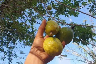 a hand holding up a bunch of fruit on a tree at Villa LiMar in Río San Juan