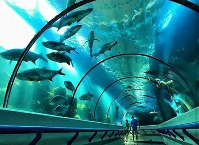 a tunnel in an aquarium with fish in it at Confortable apartaestudio en Santo Domingo Este in Santo Domingo