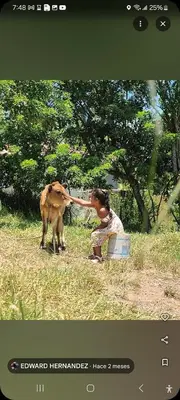 a woman petting a cow in a field at Camping in Cumayasa Kilómetros 4 1/2