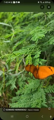 an orange butterfly hanging from a green plant at Camping in Cumayasa Kilómetros 4 1/2
