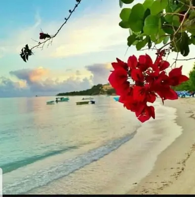 a red flower on a beach with the water at Home away from Home in La Villa Isabela in La Isabela