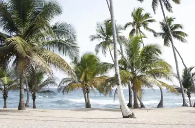 a group of palm trees on a beach with the ocean at Albatros by R&R in Villas del Mar