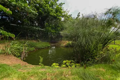 a pond in the middle of a field with plants at BlueEcolandia Bungalow TIERRA in Jarabacoa