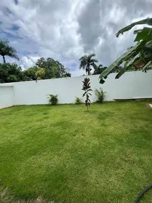 a plant in a yard next to a white wall at VillaGuerra-Piscina-Billar-BBQ-WiFi-Cozy-3Br-5Bds-7Pax in Guerra