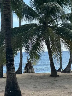 two palm trees on a beach with the ocean at Apartamento Playa Juan dolio in Villas del Mar