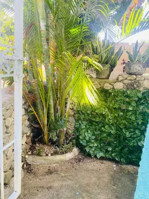 a garden with palm trees and a stone wall at Rincón del Mojito in Santa Cruz de Barahona