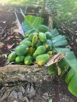 a pile of green fruit sitting on top of a tree at Gecko Azul, Las Galeras in Las Galeras