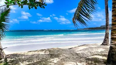 a beach with palm trees and the ocean at Villa Ibiscus in Las Galeras