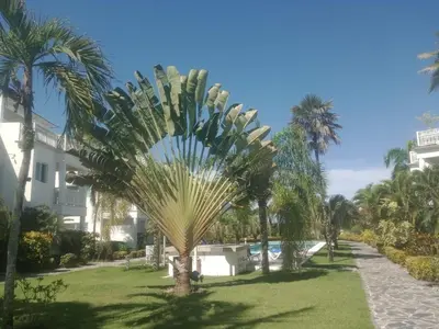 a palm tree in a yard next to a swimming pool at Apartment mit Meerblick direkt an der Playa Popy in Las Terrenas