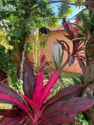 a pink flower in front of a house at Garden House in Las Galeras