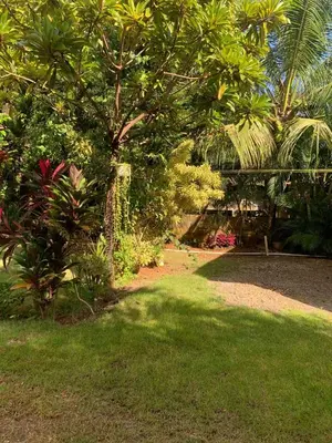 a garden with a green lawn and trees and plants at Garden House in Las Galeras