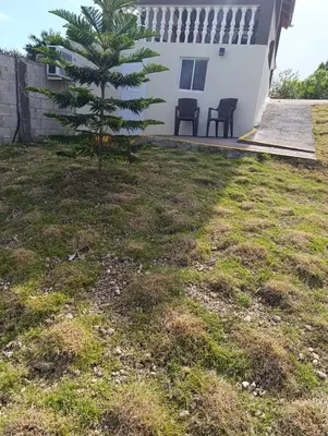 a tree in a yard next to a building at Apart hotel Costa Verde#7 con cama Queen in Las Galeras