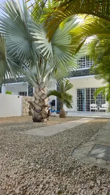 a palm tree in front of a white house at Acogedora Casa privada in Bayahibe