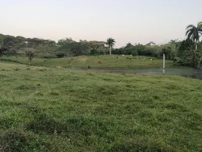 a group of animals grazing on a grass field at Villa Magante in La Yagua