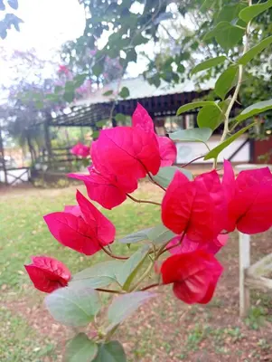 a group of red flowers with a building in the background at Chalet Thevenin Art Accommodation in Jarabacoa