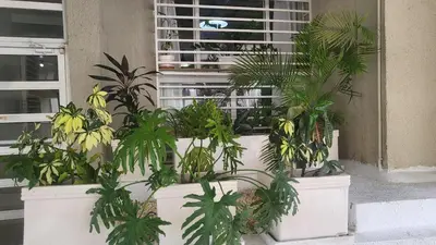 a group of plants in white pots next to a building at Luxury apartment Riviera Colonial in Calero